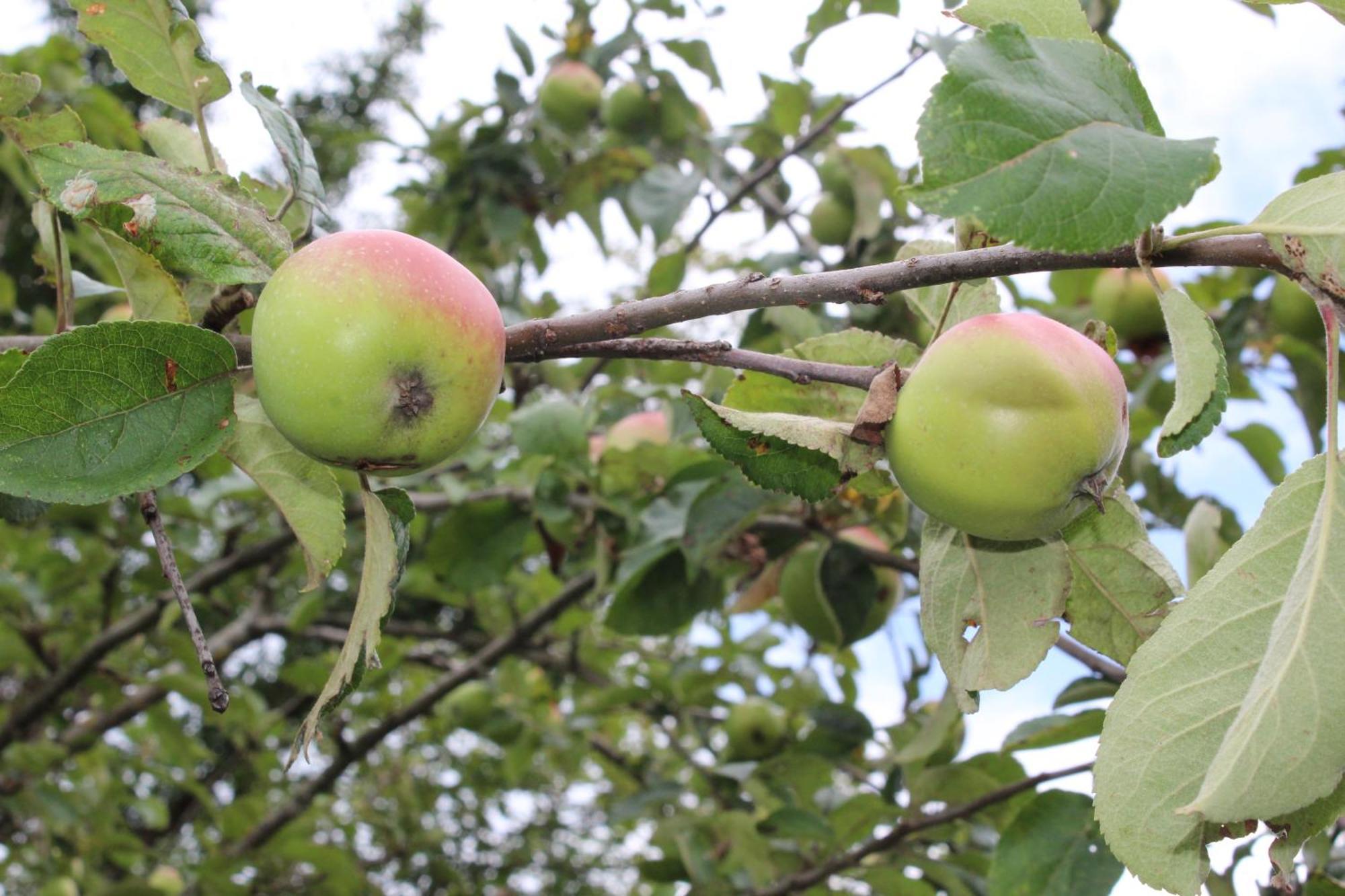 Naturparadies Silvia Alberschwende Exteriör bild