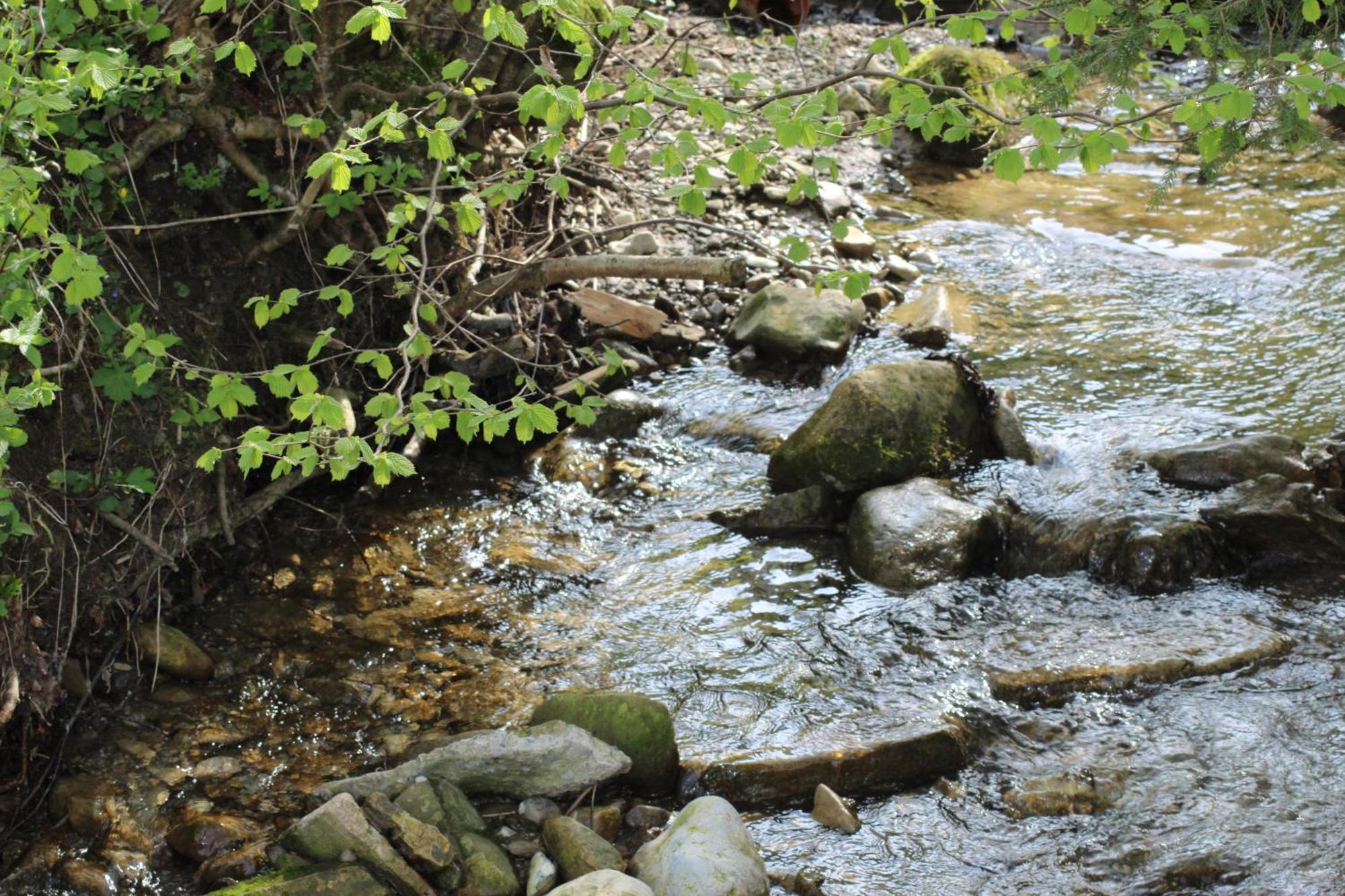 Naturparadies Silvia Alberschwende Exteriör bild